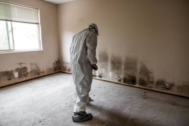 Best Mold Damage Repair  in USA